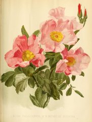 calocarpa-humilis-rugosa