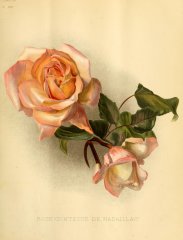 comtesse-de-nadaillac