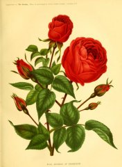 duches-of-edinbough-gardenillustrate91876lond_0079