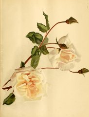 jean-pernet