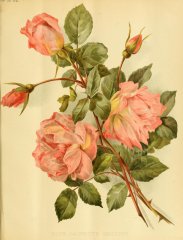 laurette-messimy