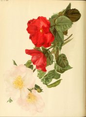 macrantha-pauls-single-scarlet