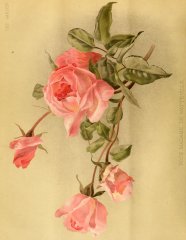 madame-de-watteville