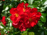 royal-bassino-a.jpg