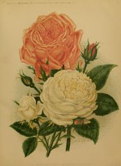 madame-lacharmegardenillustrate1076lond_0657