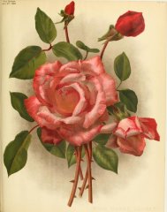 maman-cochet