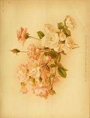 mignonette-i-paquerette