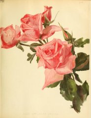 mme-jules-grolez