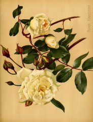 narcisse