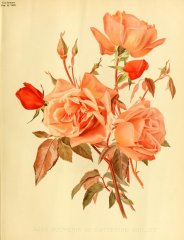 souv-de-cathrine-guillot