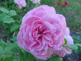 kathysfind-elko-roses