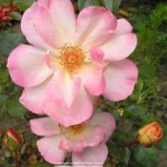 cinderella-ze-strony-all-thinds-plant
