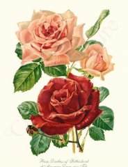 duchess-of-sutherland-et-mevrouw-dora-van-tets-rose-art-print-6046