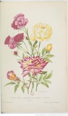 etoile-dor-mistress-cutbush-tip-top