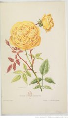 madame-honore-defresne