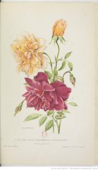 william-allen-richardson-deschamps