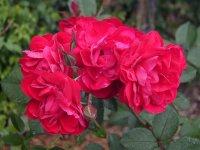 linda_campbell2000-05-17