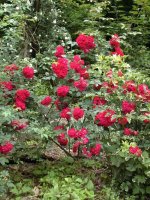 linda_campbell2001-05-31