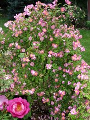 greenmantle2002-06-02