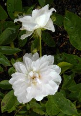 mary_washington
