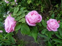 baronne-nathaniel-de-rothschild