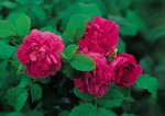 la-reine-fot-antuque-rose-emporium.jpg
