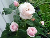 mme-alfred-de-rougemont