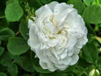 mme-legras-de-st-germainea