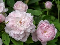 pompon-blanc-parfait