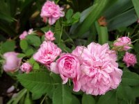 pompon-de-bourgognedsc08564