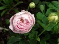 reine-de-perse