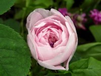 reine-de-perse2