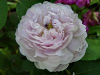 reine-de-perse3