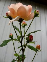 vitalrose-climbing-champagne