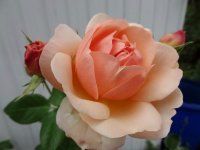 vitalrose-climbing-champagne2