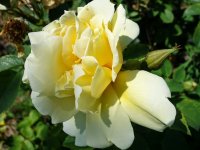 yellow-dagmar-hastrup