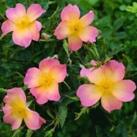 the-alexandra-rose-2.jpg