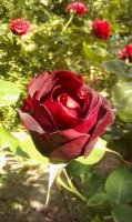 princesse-lilliane