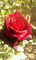 princesse-lilliane2