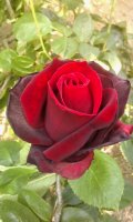 princesse-lilliane-4