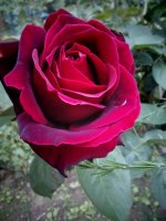 princesse-lilliane3