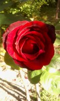 princesse-lilliane5