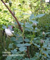 heidee3