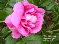 will-alderman