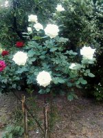 mme-louis-lens2