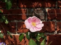 anemone-schm