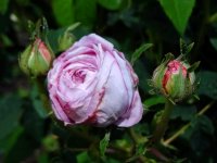 belle-sans-flatterie
