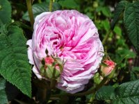 belle-sans-flatterie2