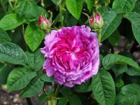 comtesse-de-lacepede