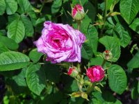 comtesse-de-lacepede2